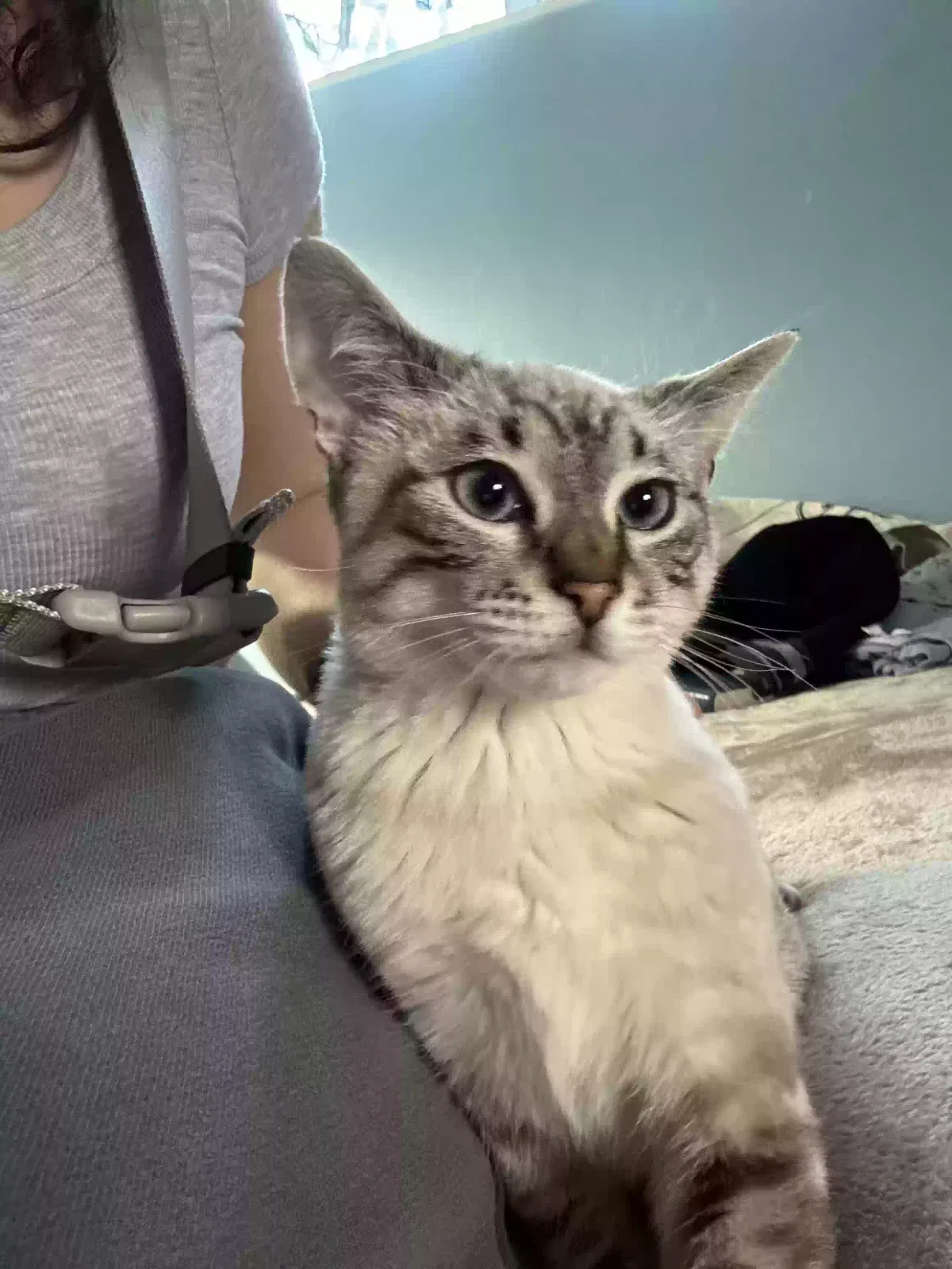 Lost cat in Eugene, OR, 97404