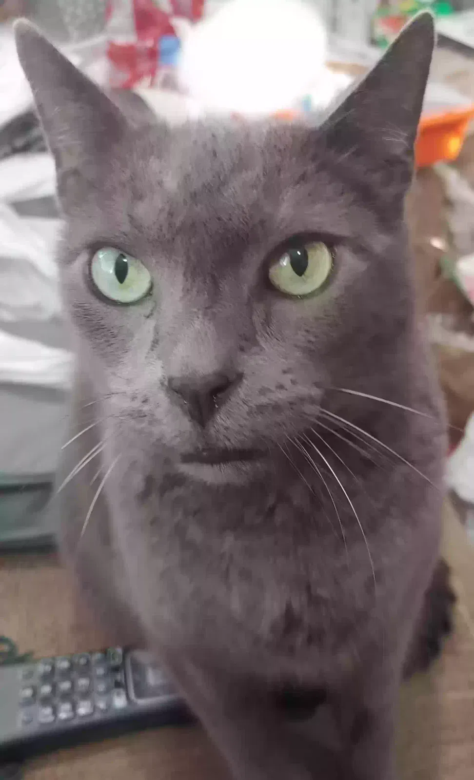 Lost cat in San Jose, CA, 95134