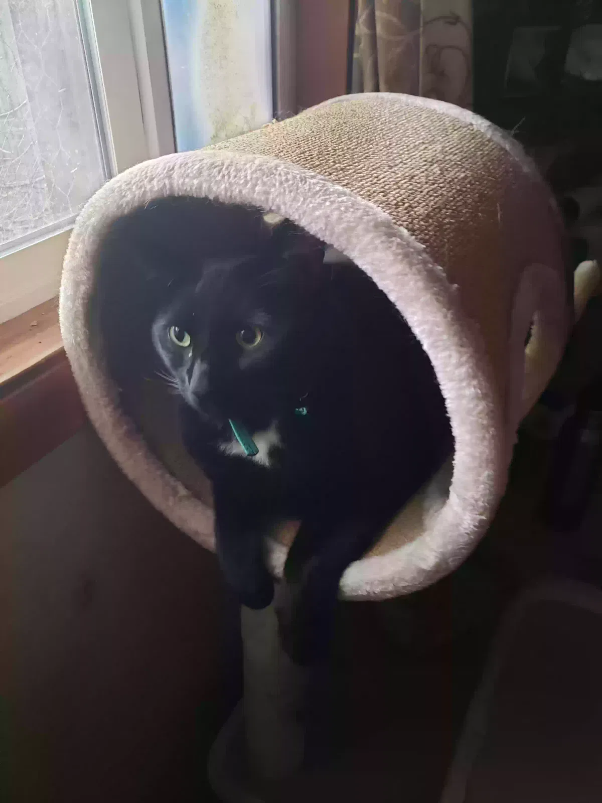 Lost cat in Mill City, OR, 97360