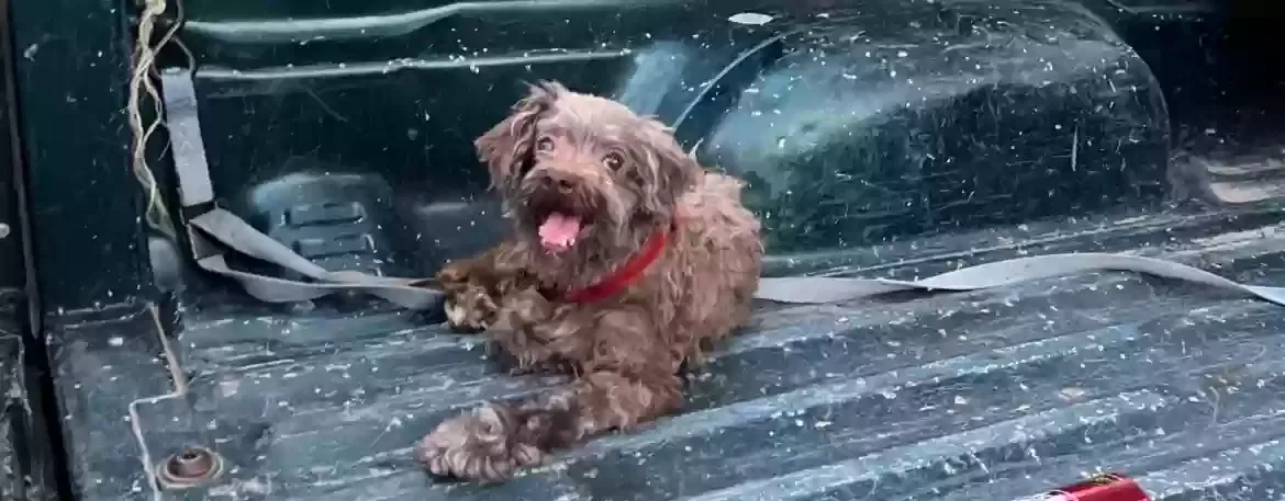 Lost dog in Grand Prairie, TX, 75051