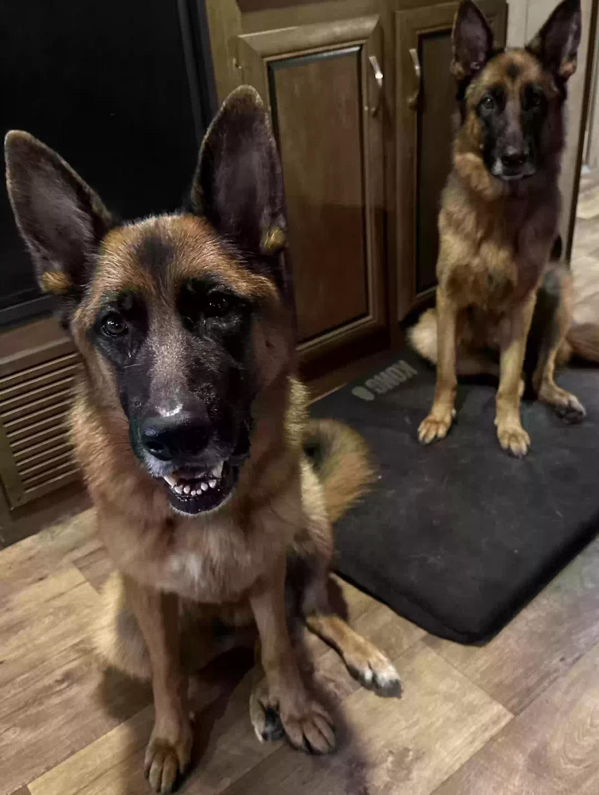 Lost dog in Starr, SC, 29684
