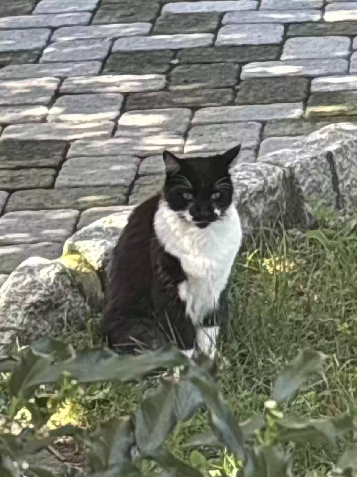 Lost cat in Wayne, NJ, 7470
