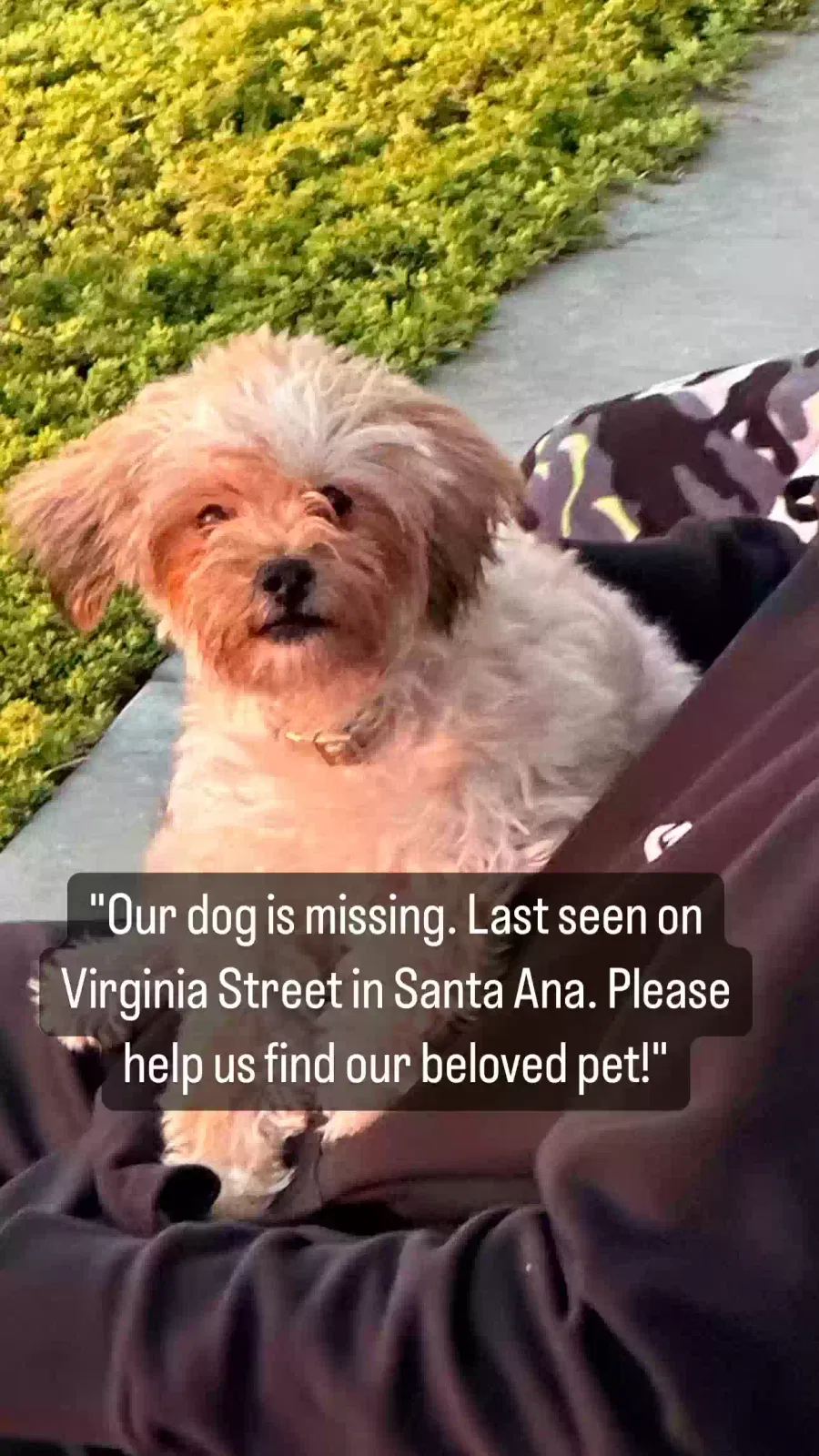 Lost dog in Santa Ana, CA, 92706