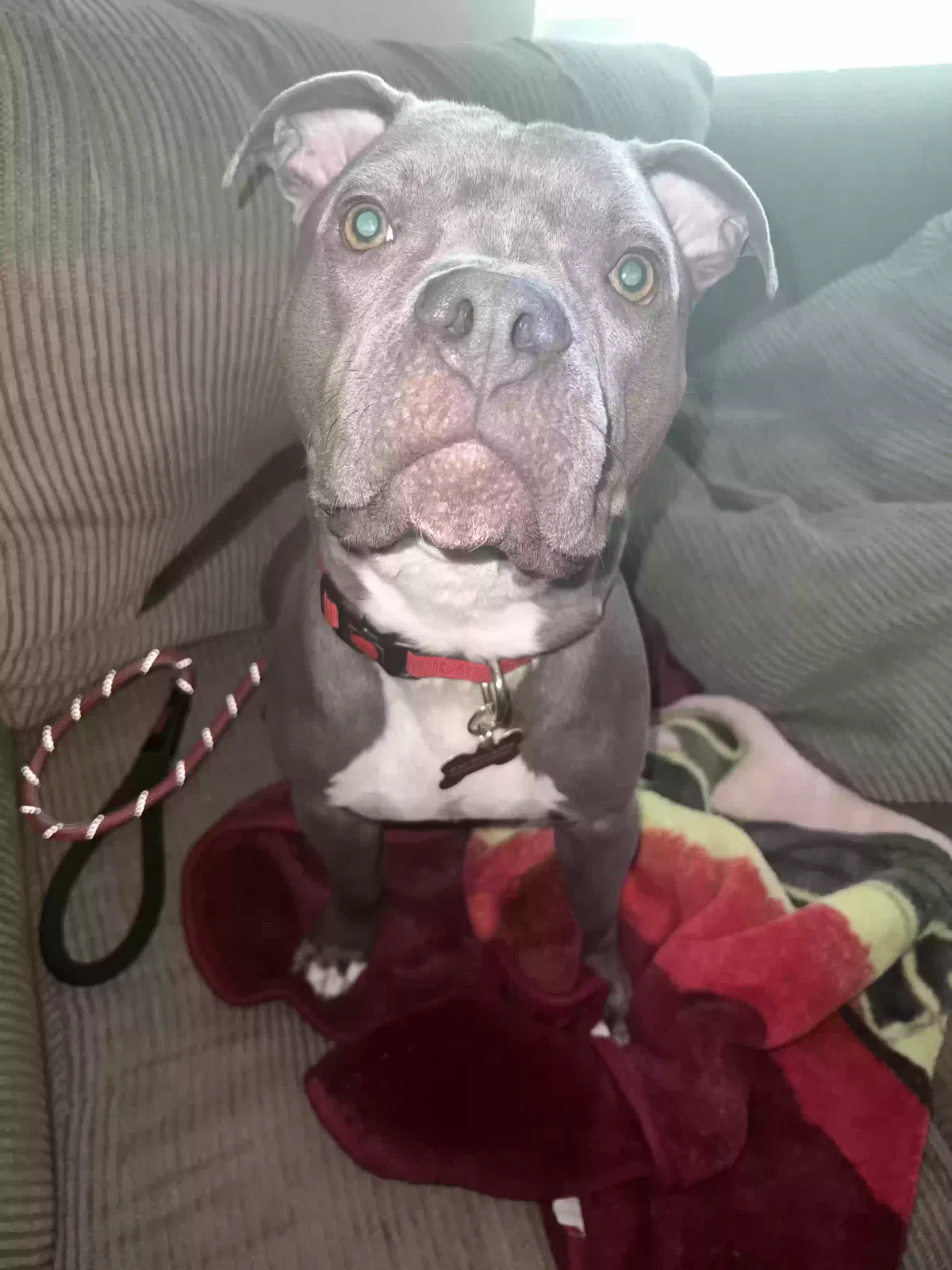 Lost dog in Spring, TX, 77373
