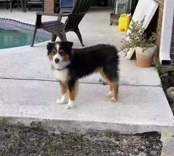 Lost dog in Malabar, FL, 32950