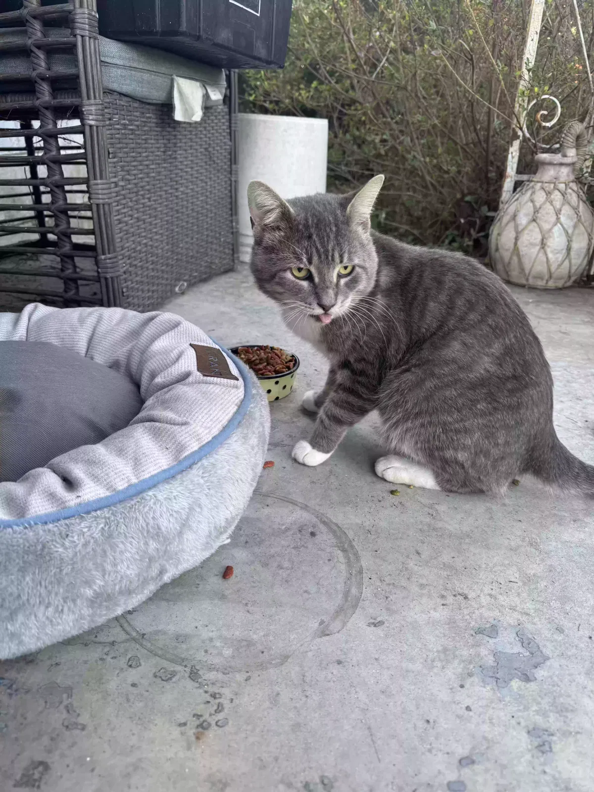Lost cat in Columbia, SC, 29203