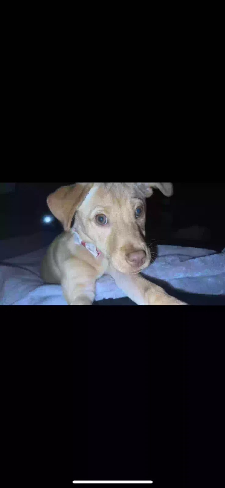 Lost dog in Magnolia, TX, 77354