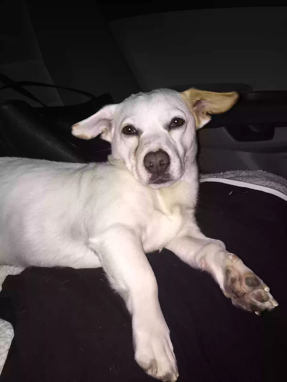 Lost dog in Victorville, CA, 92394
