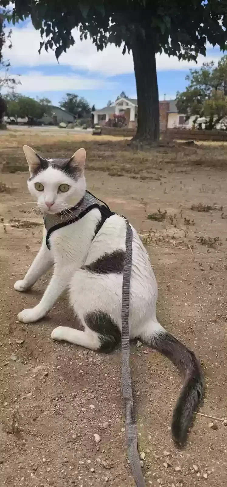 Lost cat in Apple Valley, CA, 92307