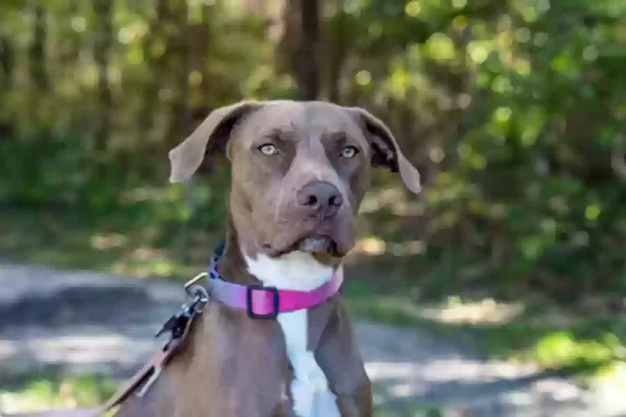 Lost dog in Houston, TX, 77015