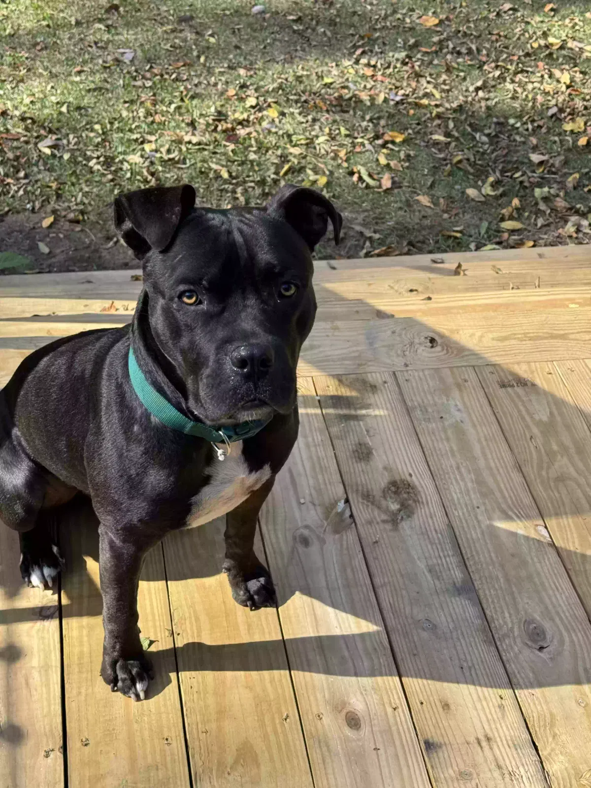Found dog in Orlando, FL, 32833