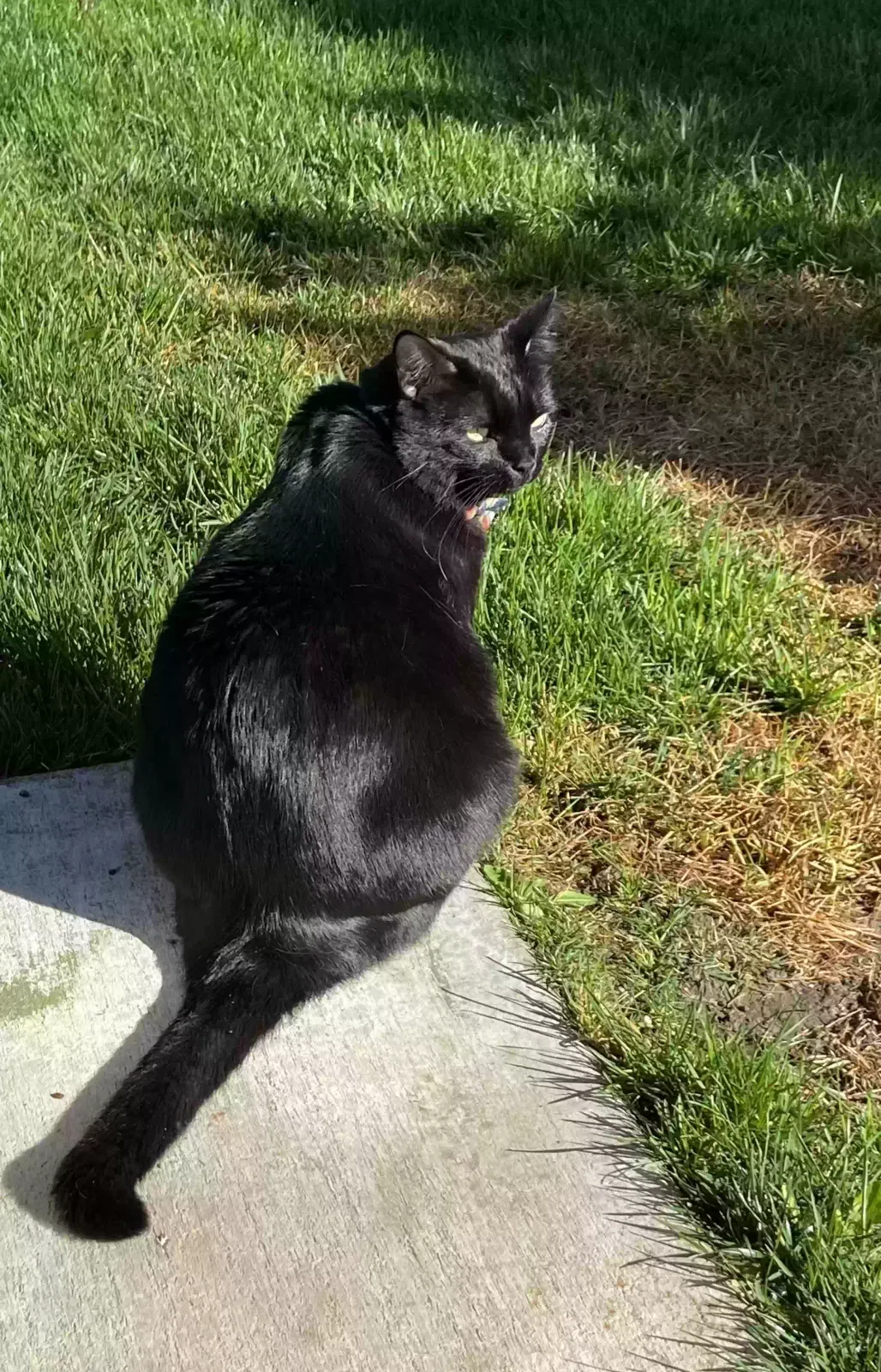 Lost cat in Murrieta, CA, 92563
