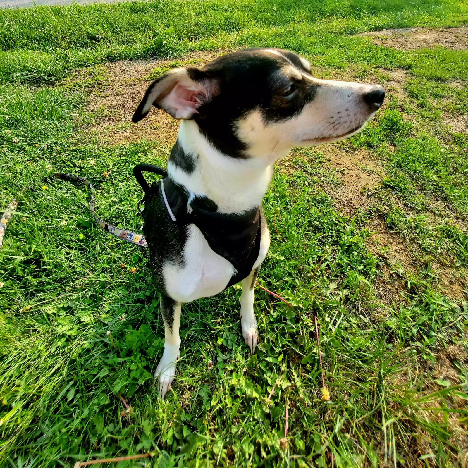 Lost dog in Carrollton, KY, 41008