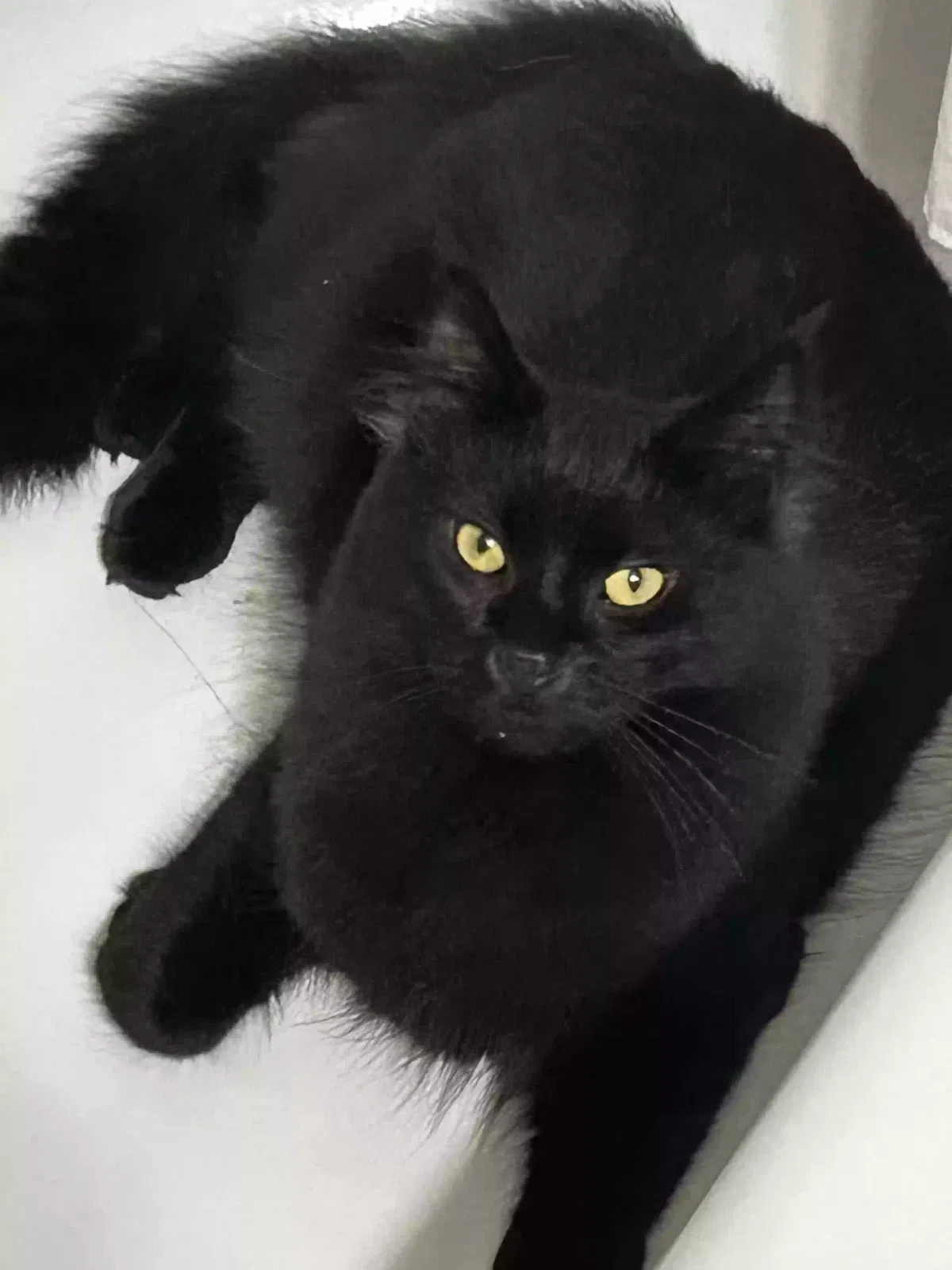 Lost cat in Pottstown, PA, 19464
