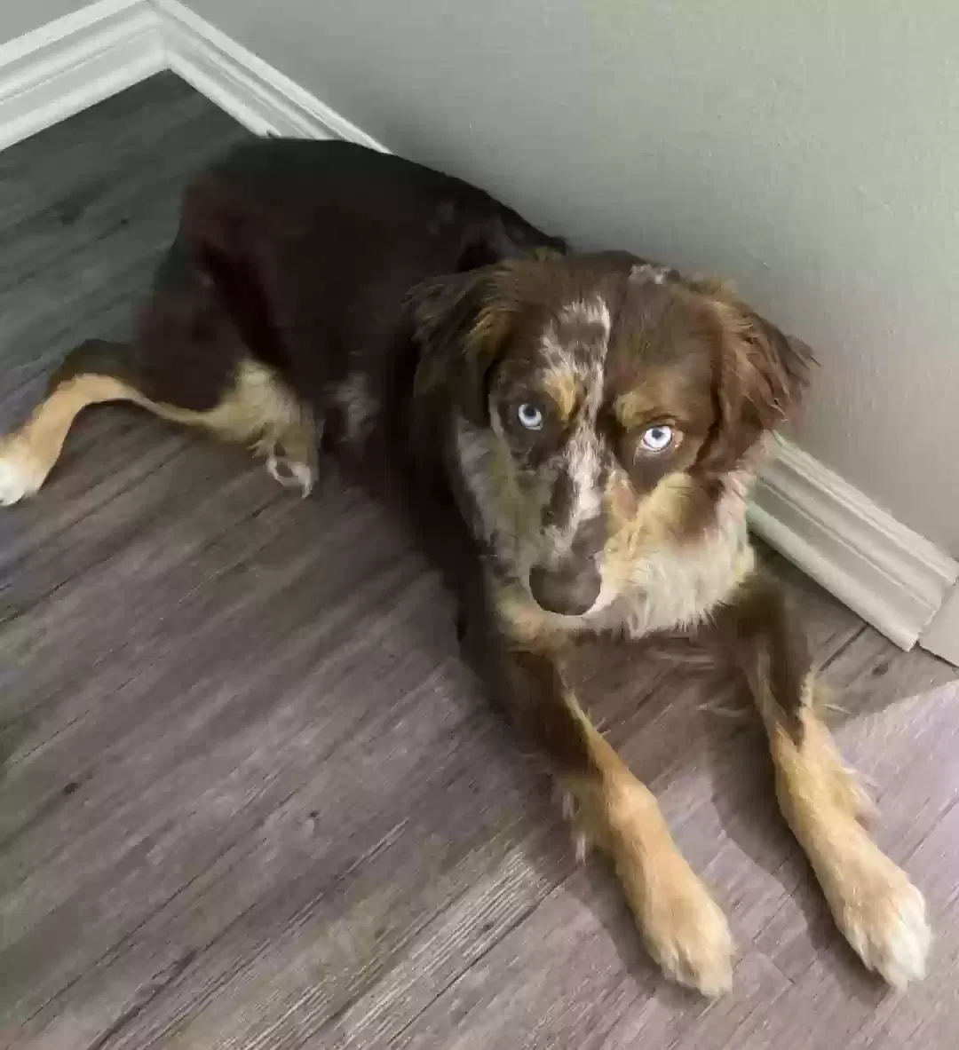 Lost dog in San Diego, CA, 92111