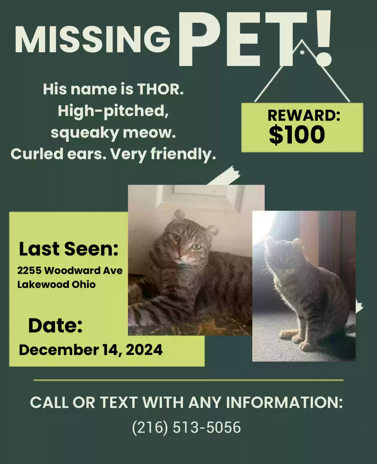 Lost cat in Lakewood, OH, 44107