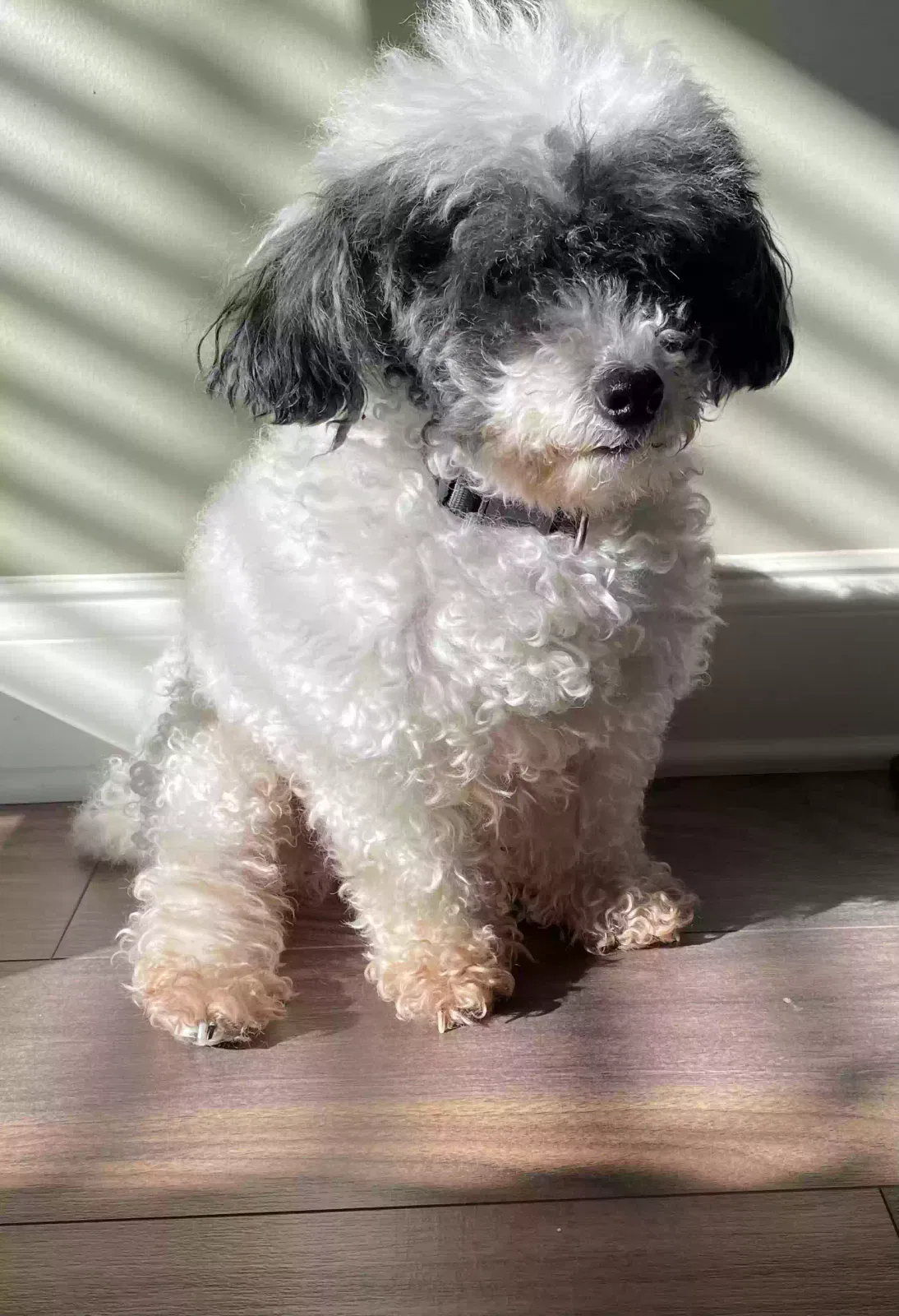 Lost dog in Bolton, MS, 39041