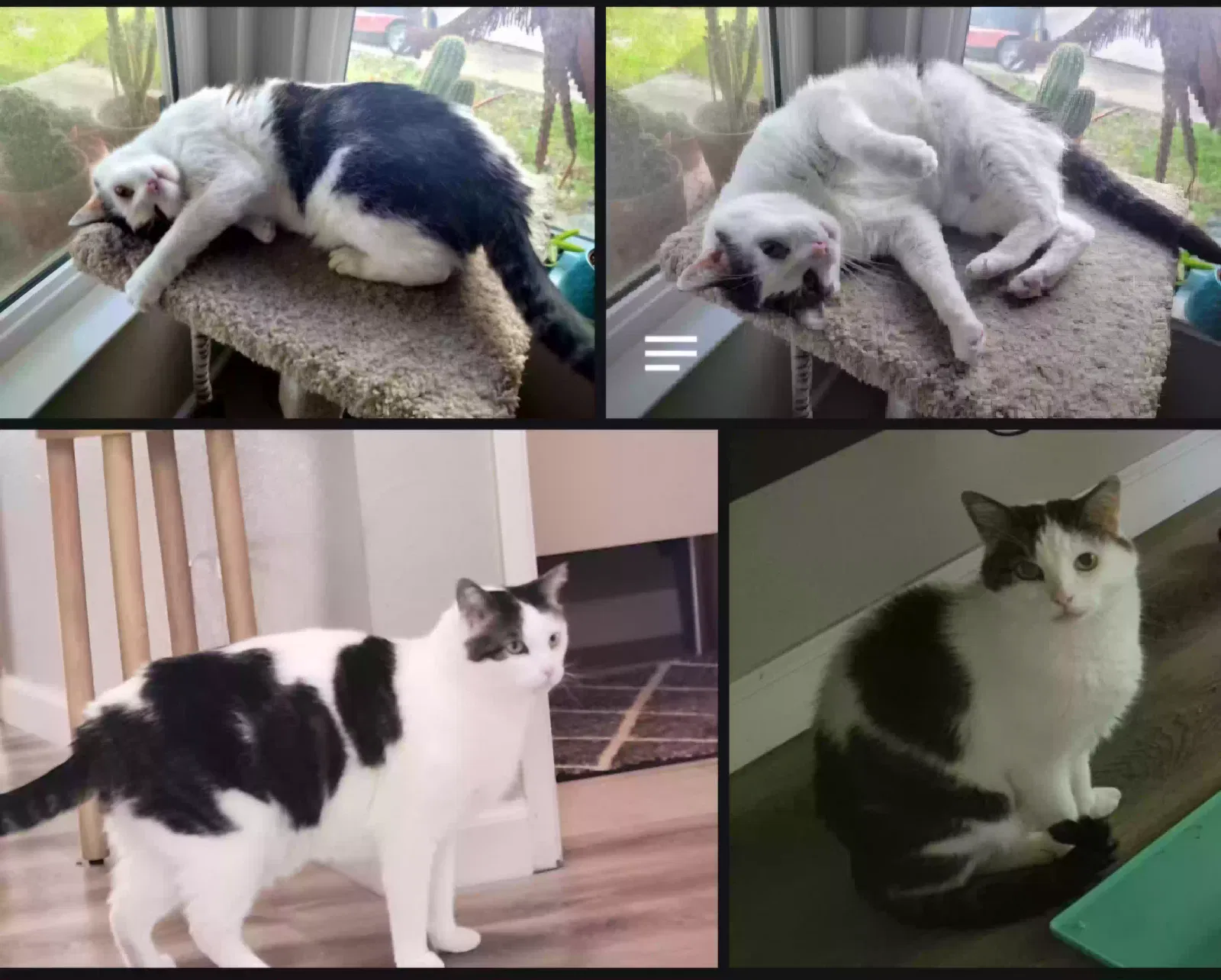 Lost cat in Sacramento, CA, 95827