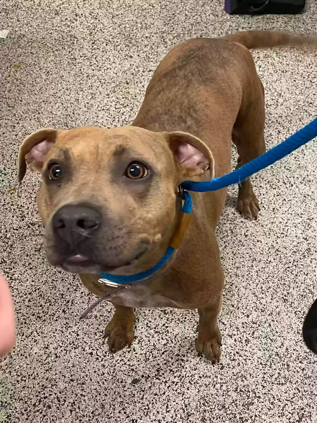 Lost dog in Coatesville, PA, 19320
