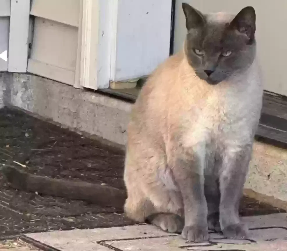 Lost cat in Chehalis, WA, 98532