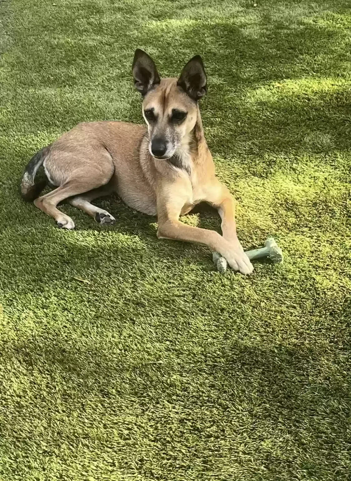 Lost dog in Houston, TX, 77004
