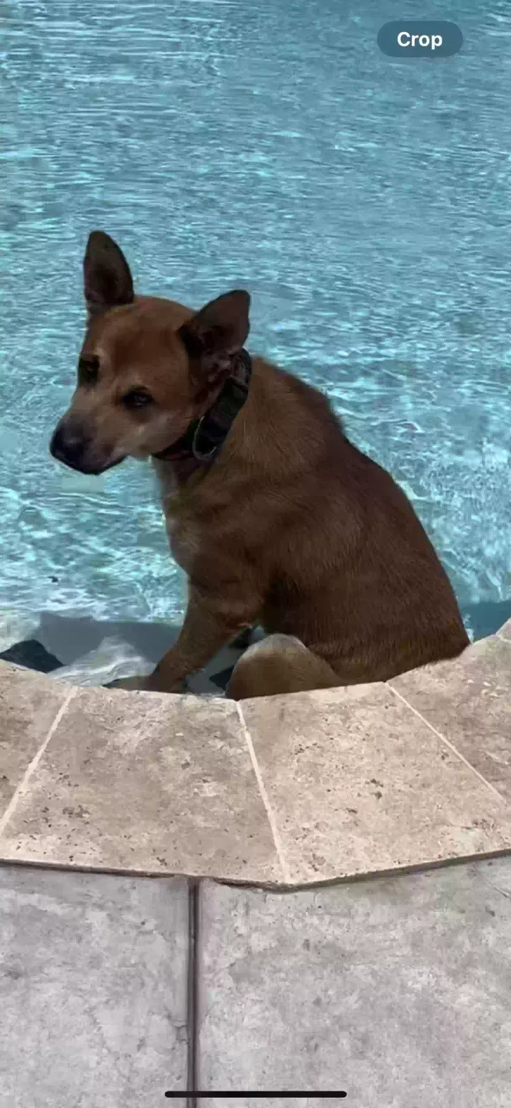 Lost dog in Houston, TX, 77012