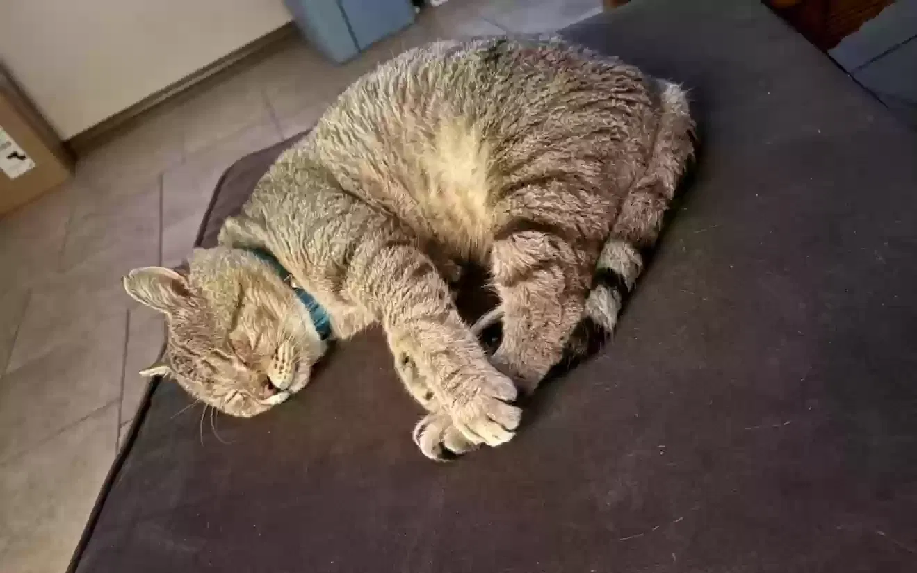 Lost cat in San Marcos, TX, 78666