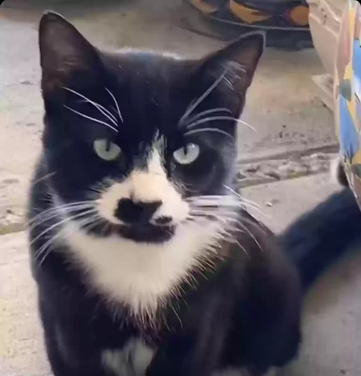 Lost cat in San Diego, CA, 92114
