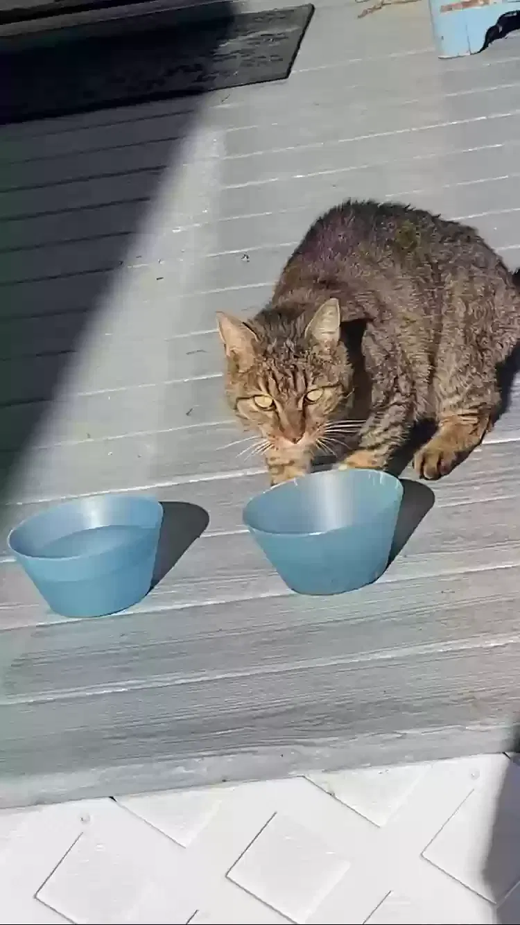 Found cat in Ostrander, OH, 43061