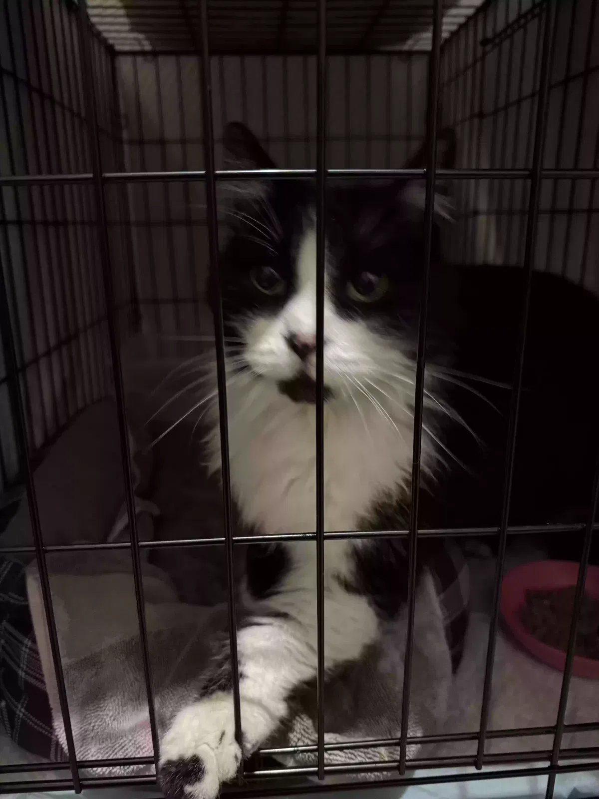 Found cat in Manteca, CA, 95337