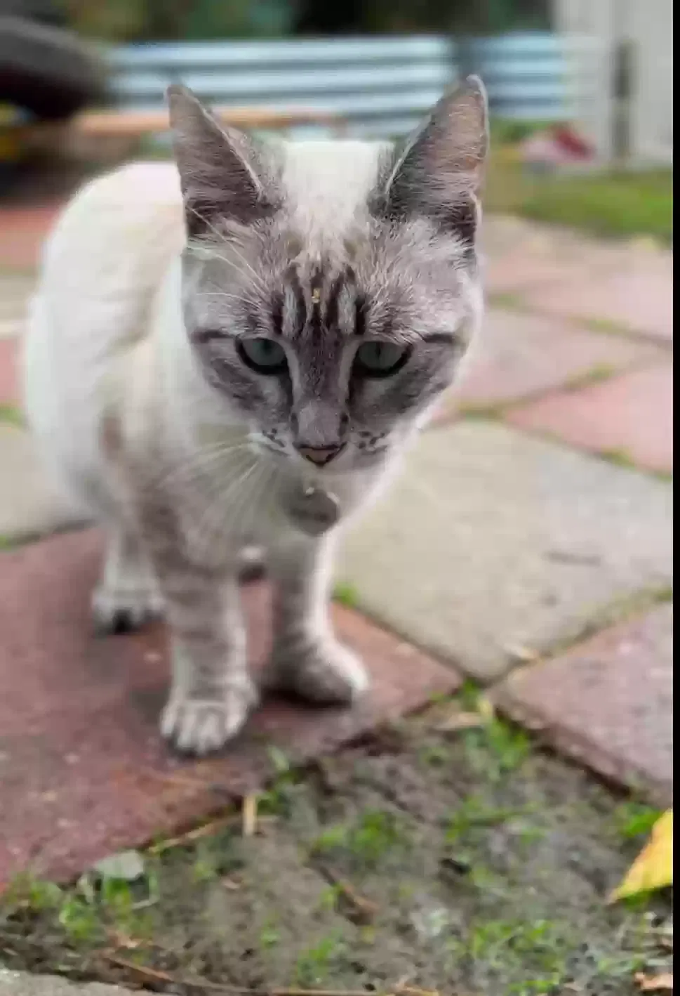 Lost cat in Stockton, CA, 95204