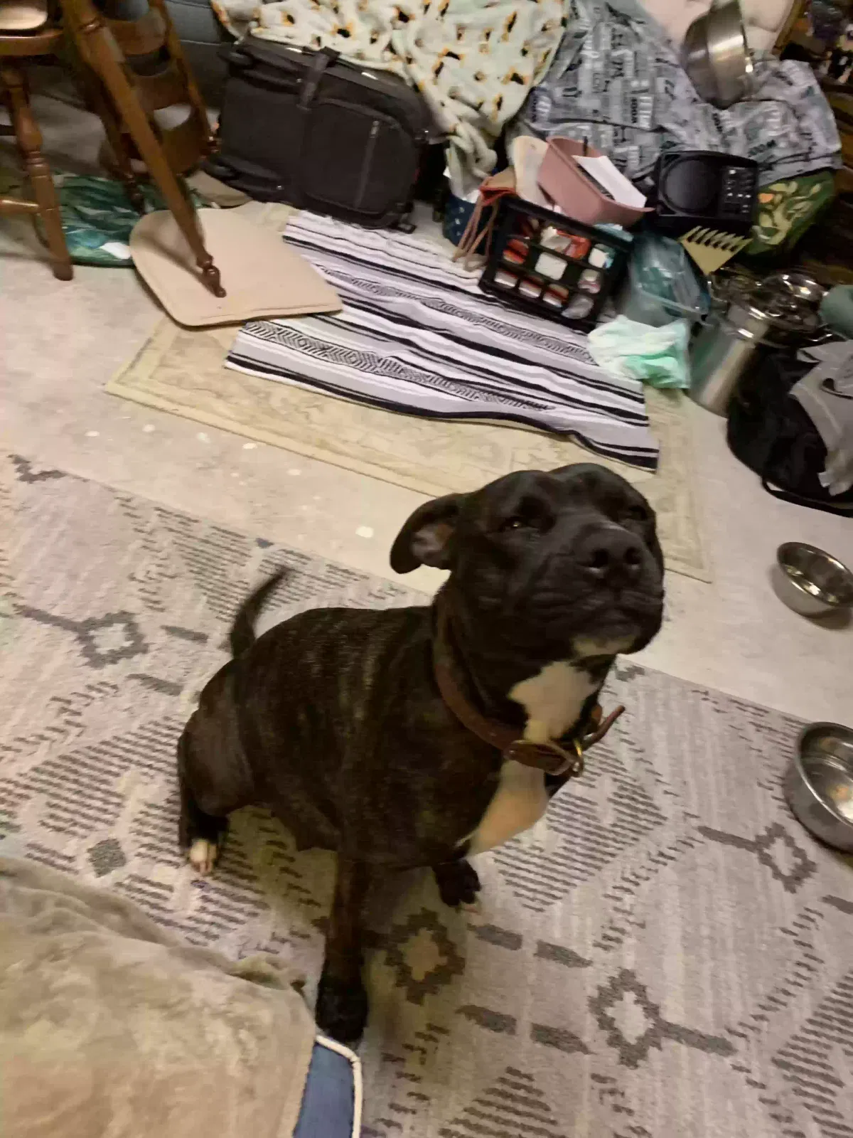 Found dog in Iowa, LA, 70647