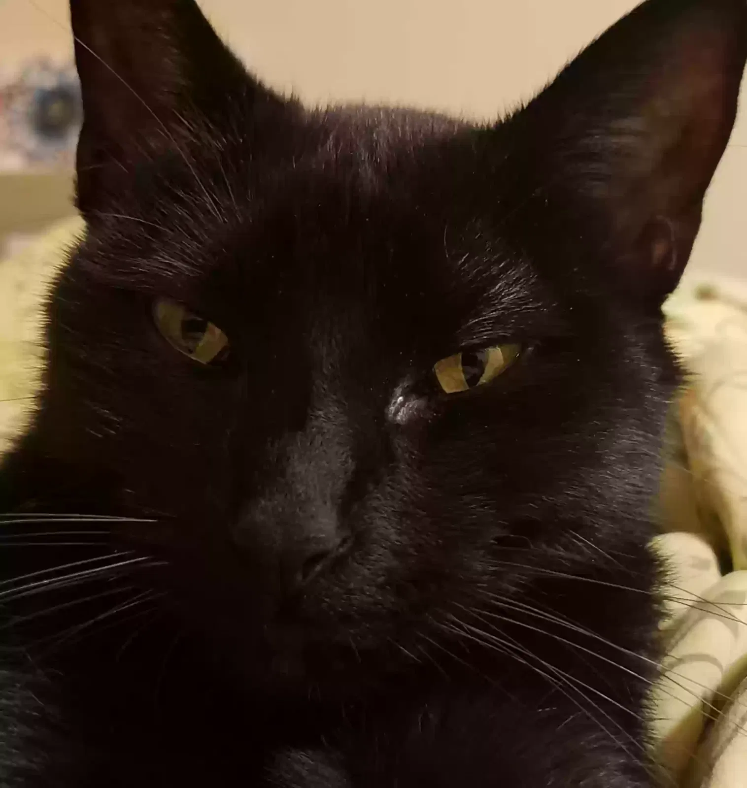 Lost cat in Port Orchard, WA, 98366