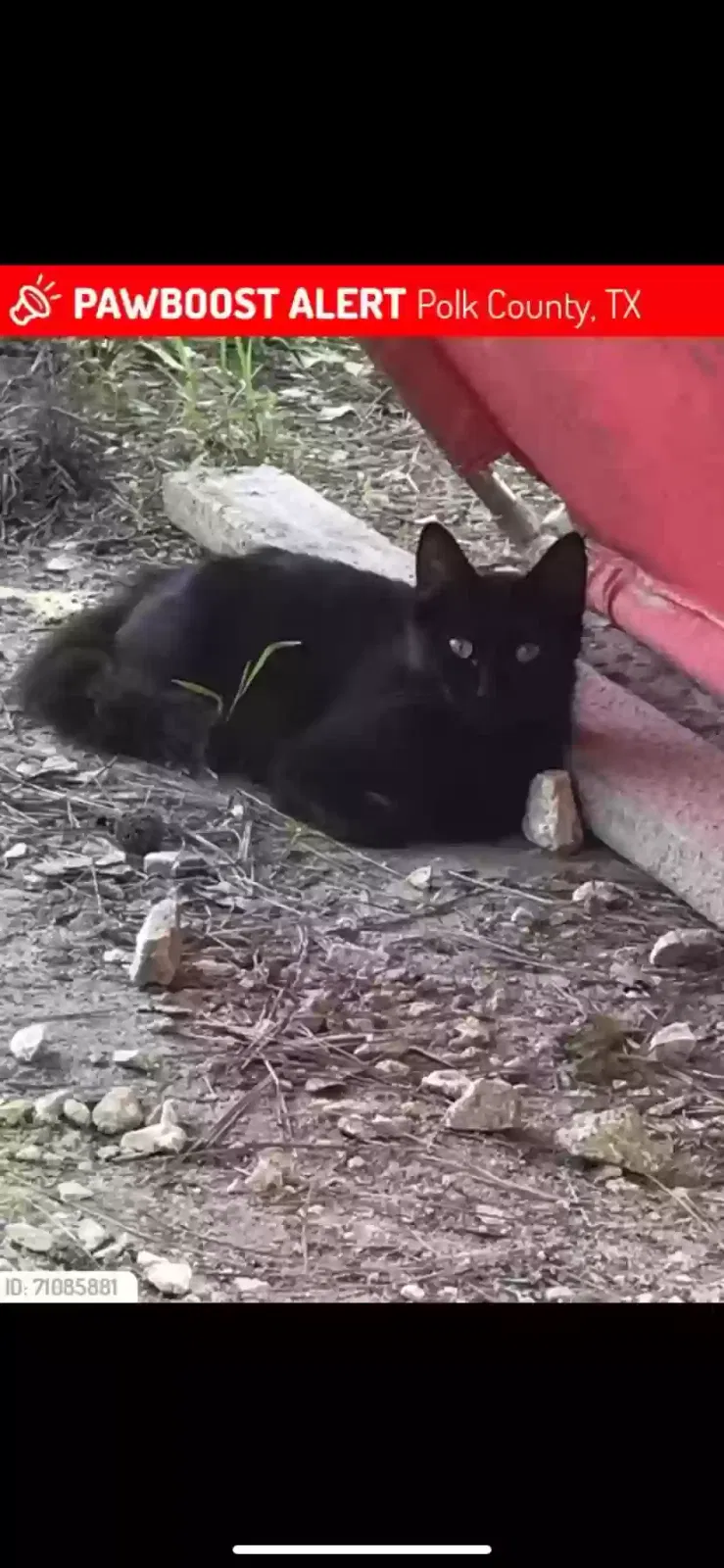 Lost cat in Livingston, TX, 77351