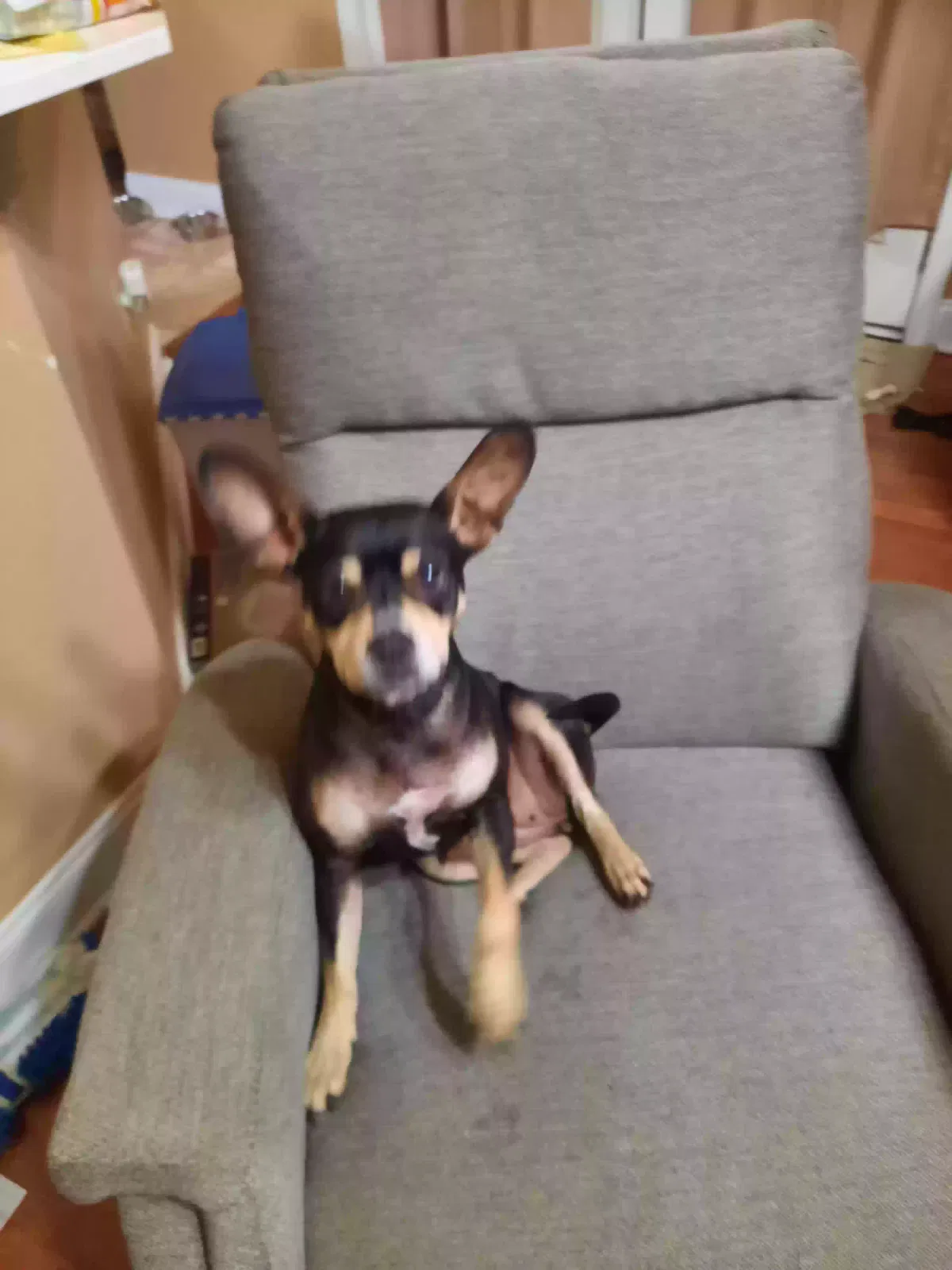 Found dog in Etowah, TN, 37331