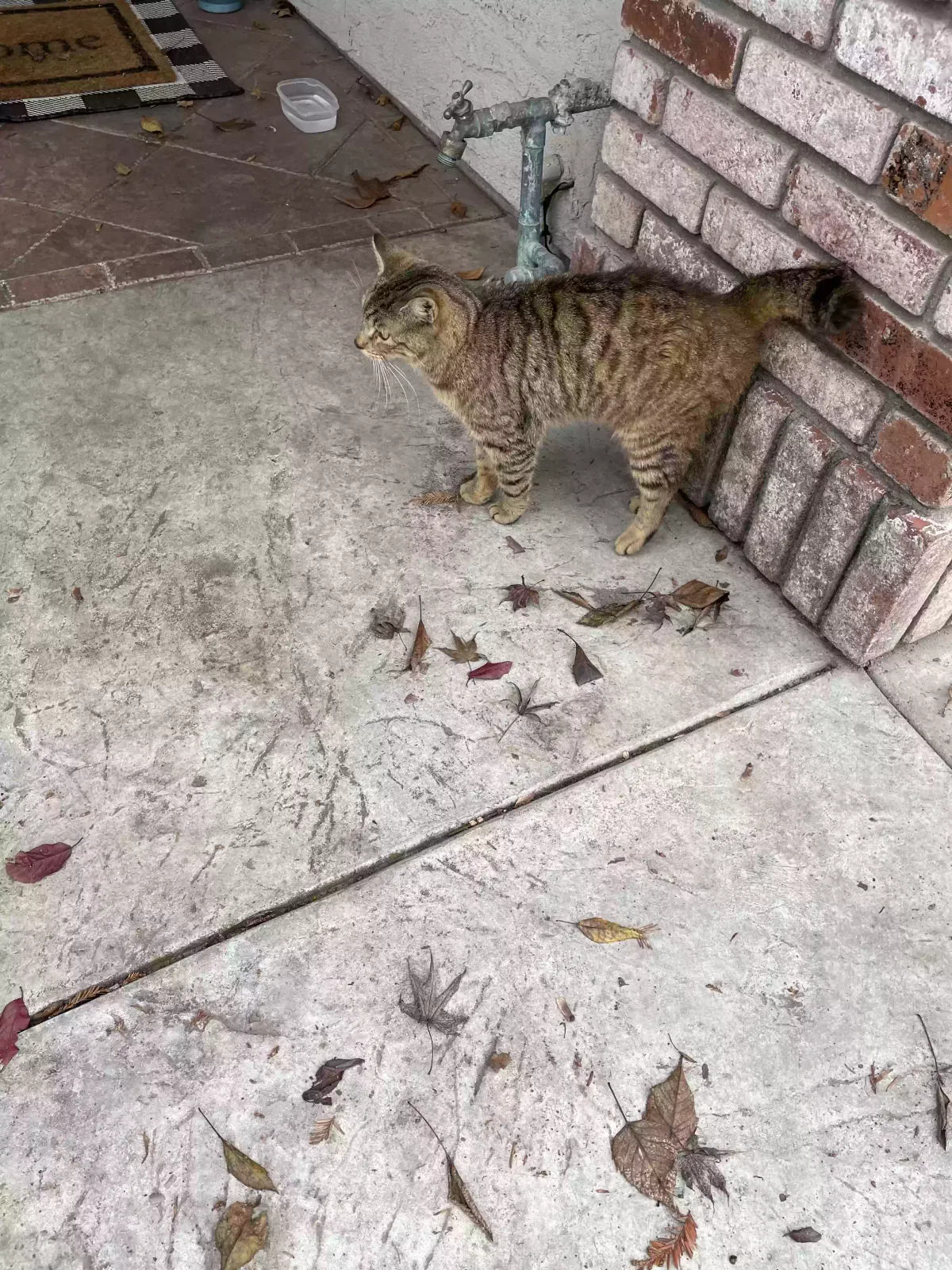 Found cat in Modesto, CA, 95357