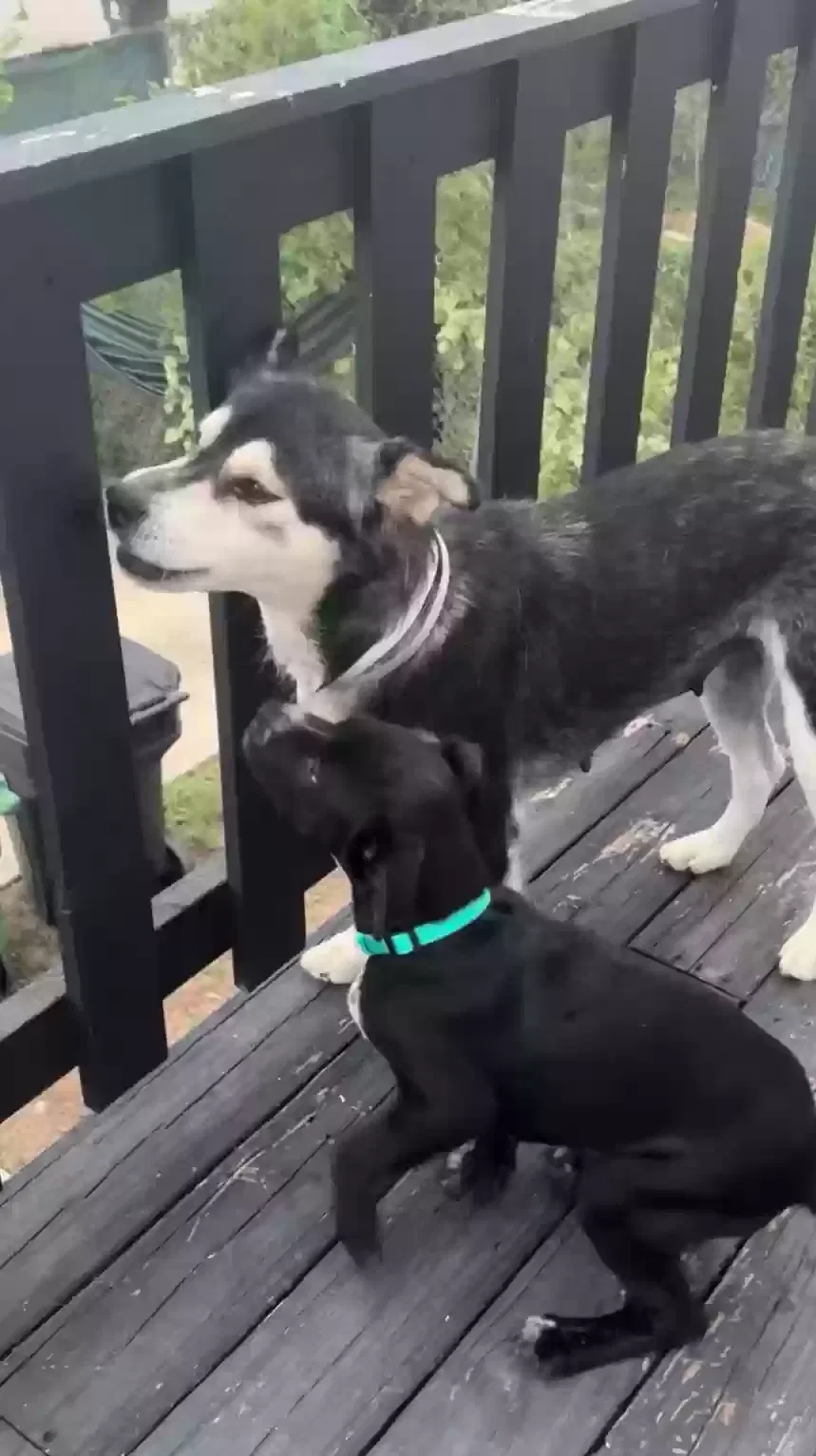 Lost dog in Houston, TX, 77054