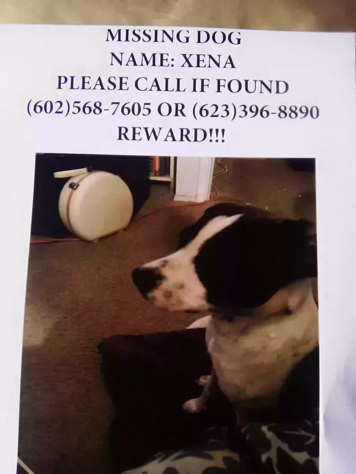 Lost dog in Phoenix, AZ, 85041