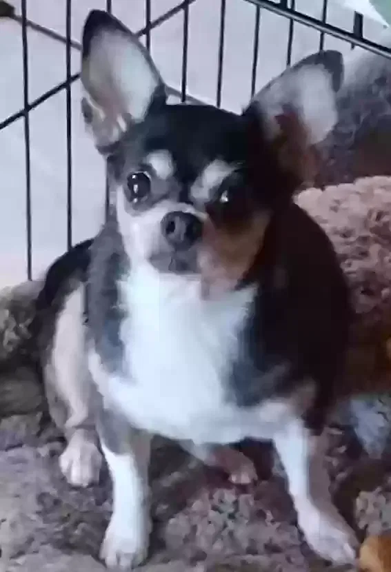 Lost dog in Orlando, FL, 32822