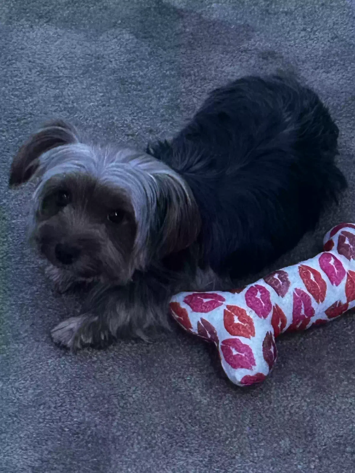 Lost dog in San Leandro, CA, 94578