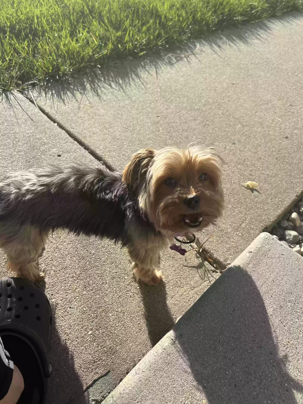 Lost dog in San Leandro, CA, 94578