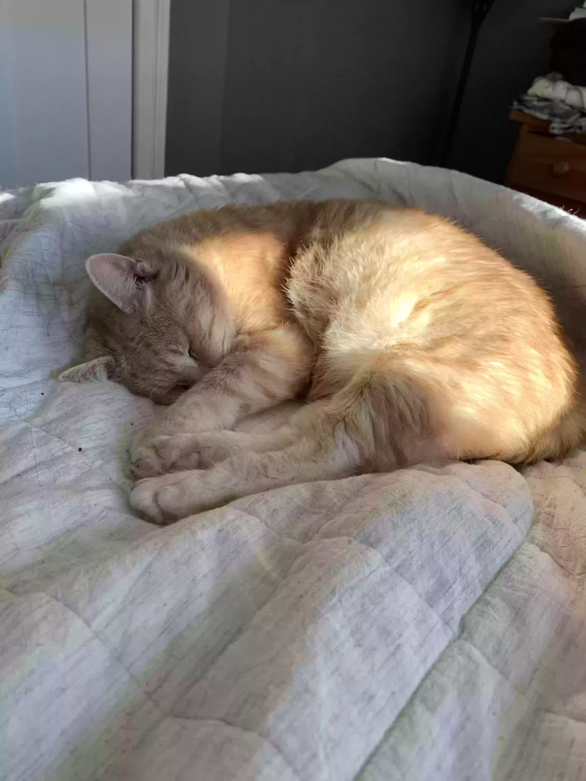 Lost cat in Manchester, NH, 3101