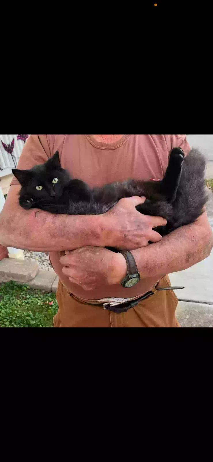Lost cat in Evansville, IN, 47712