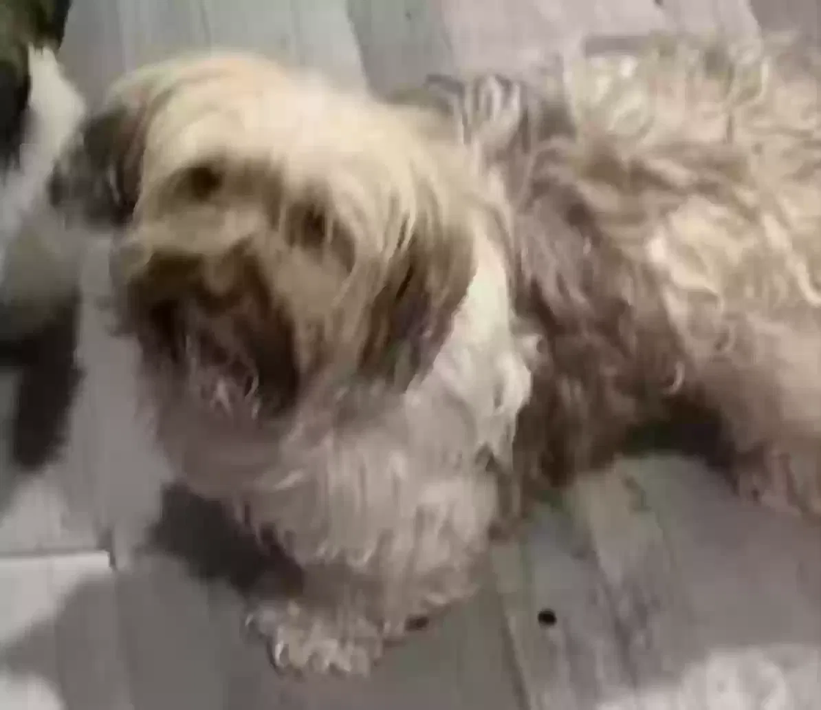 Lost dog in Broadview, IL, 60155