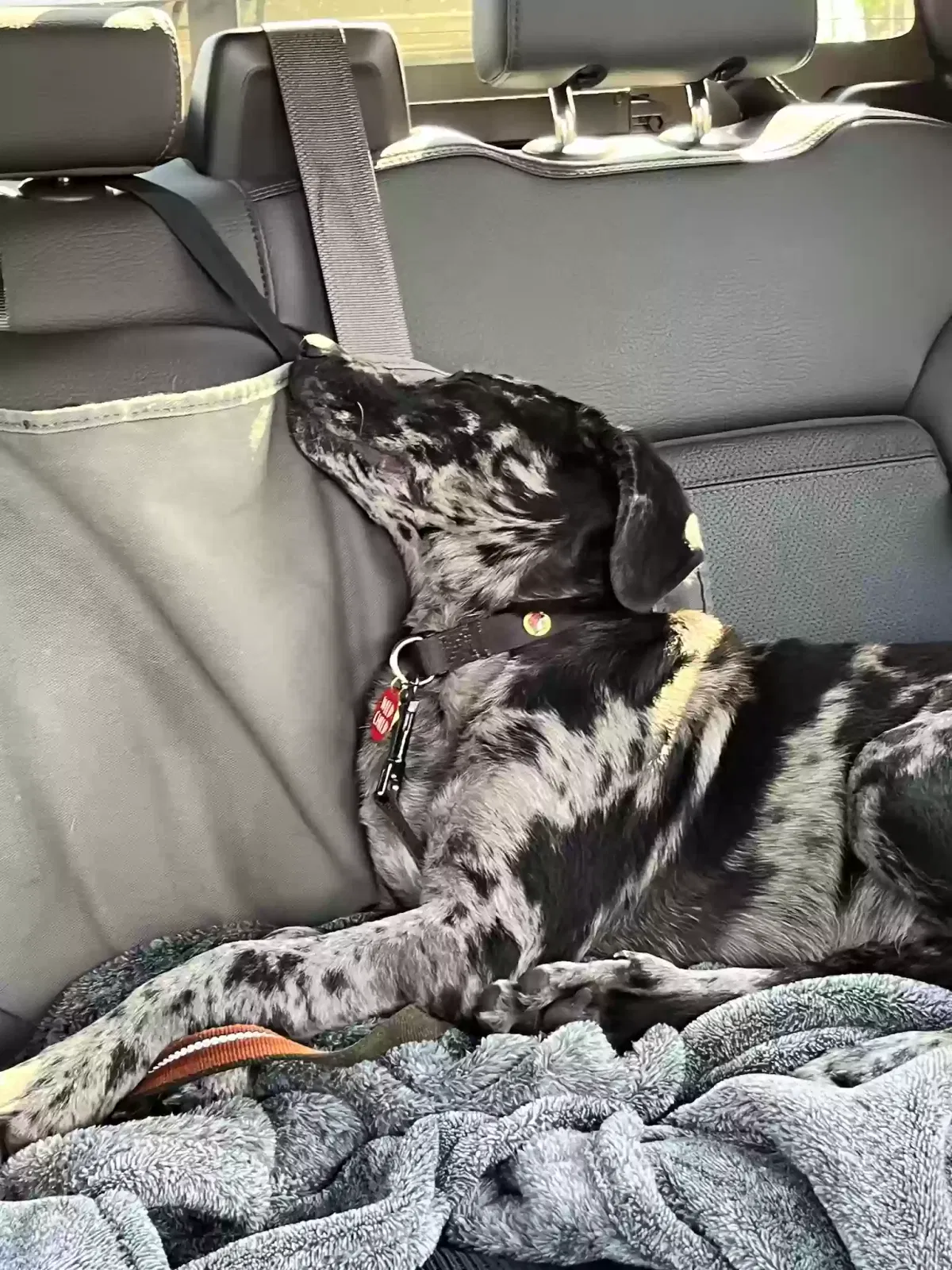 Lost dog in Alvin, TX, 77511
