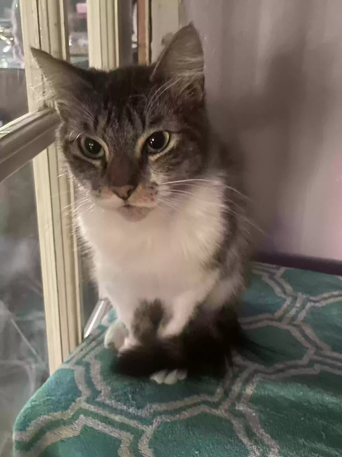 Lost cat in Los Angeles, CA, 90002