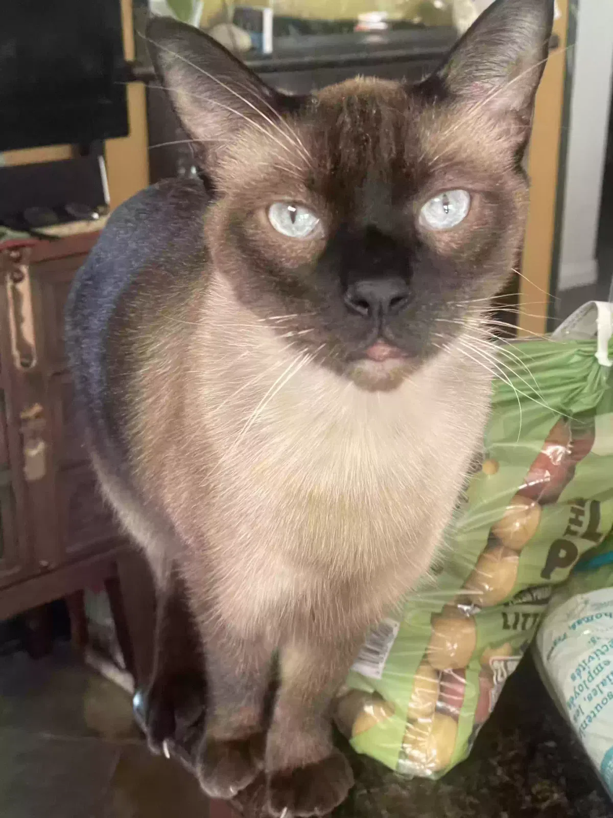 Lost cat in Los Angeles, CA, 90002