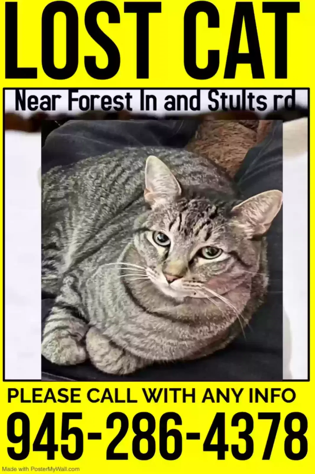 Lost cat in Dallas, TX, 75243