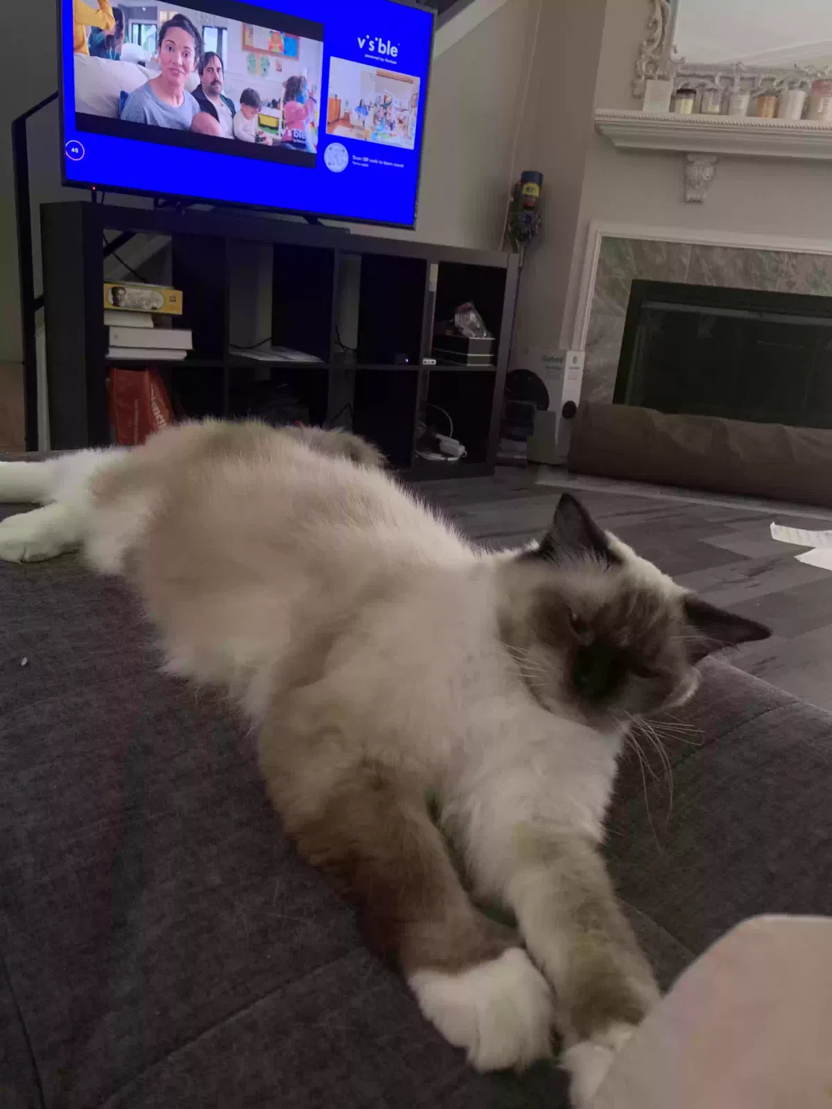Lost cat in Fort Lauderdale, FL, 33316
