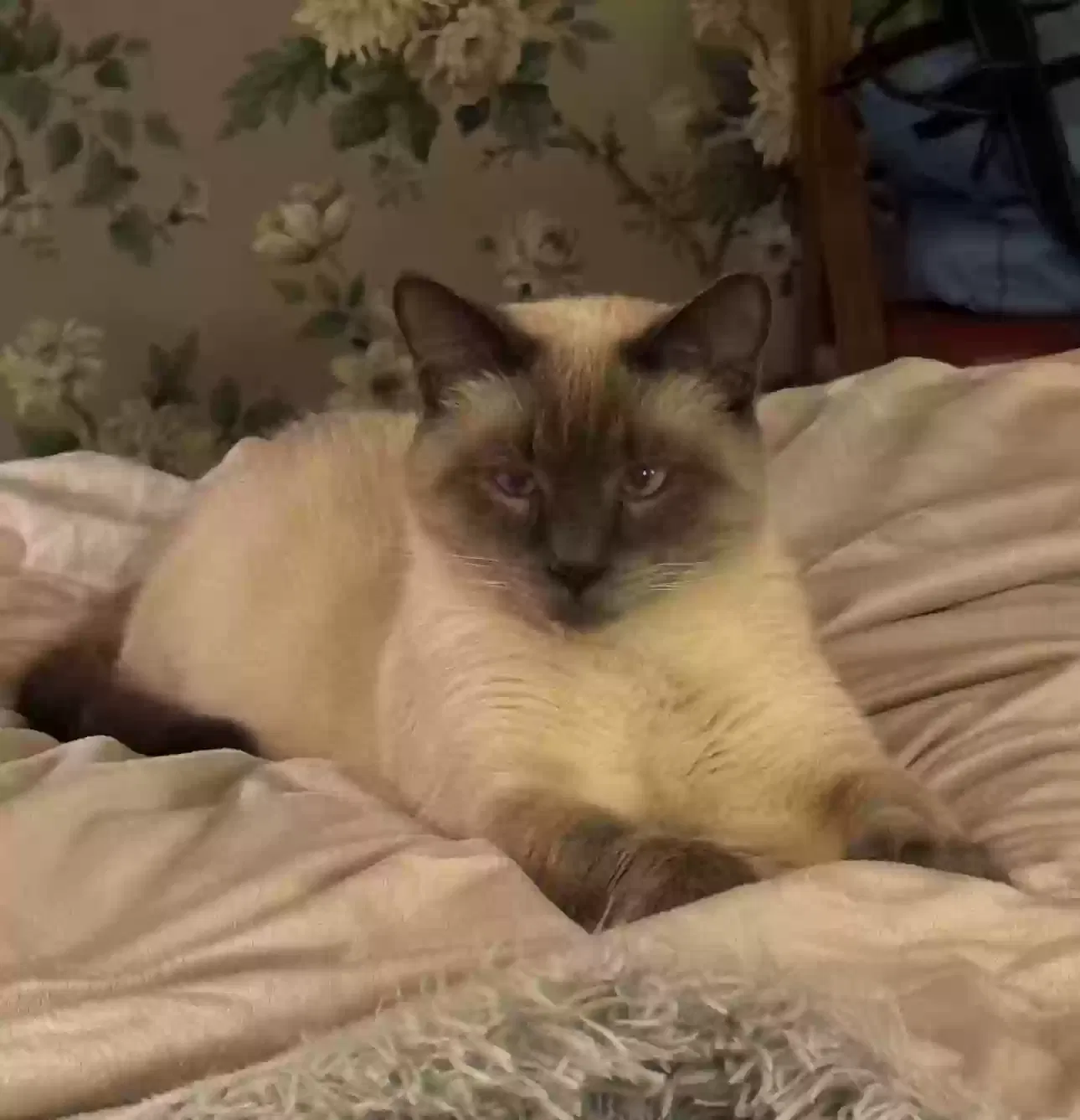 Lost cat in Mayville, MI, 48744